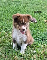 Stevie, a female Miniature Australian Shepherd for sale in Wills Point, TX – 8 of 8