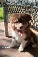 Stevie, a female Miniature Australian Shepherd for sale in Wills Point, TX – 5 of 8