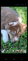 Stevie, a female Miniature Australian Shepherd for sale in Wills Point, TX – 7 of 8