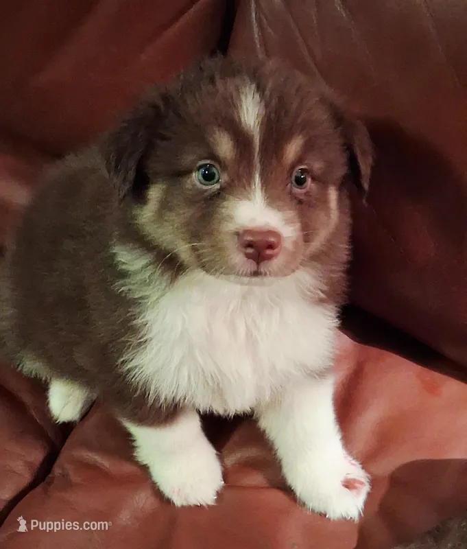 Janis, a female Miniature Australian Shepherd for sale in Tyler, TX – 1 of 5