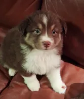Janis, a female Miniature Australian Shepherd for sale in Tyler, TX – 1 of 5