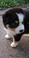Squiggy, a male Miniature Australian Shepherd for sale in Wills Point, TX – 3 of 7