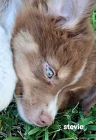 Stevie, a female Miniature Australian Shepherd for sale in Wills Point, TX – 6 of 8