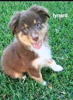 Lynard, a male Miniature Australian Shepherd for sale in Wills Point, TX – 4 of 6