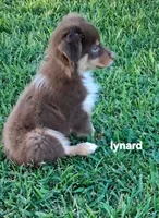 Lynard, a male Miniature Australian Shepherd for sale in Wills Point, TX – 5 of 6