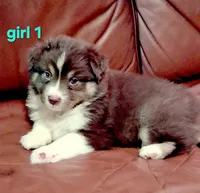 Janis, a female Miniature Australian Shepherd for sale in Tyler, TX – 2 of 5