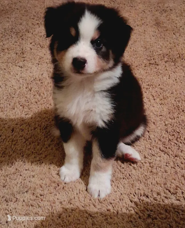 Squiggy – Miniature Australian Shepherd puppy for sale in Wills Point, TX