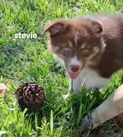 Stevie, a female Miniature Australian Shepherd for sale in Wills Point, TX – 3 of 8