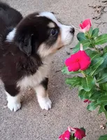 Squiggy, a male Miniature Australian Shepherd for sale in Wills Point, TX – 2 of 7
