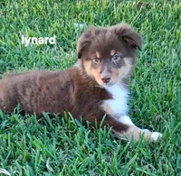 Lynard, a male Miniature Australian Shepherd for sale in Wills Point, TX – 6 of 6