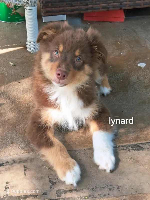 Lynard – Miniature Australian Shepherd puppy for sale in Wills Point, TX