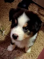 Squiggy, a male Miniature Australian Shepherd for sale in Wills Point, TX – 7 of 7