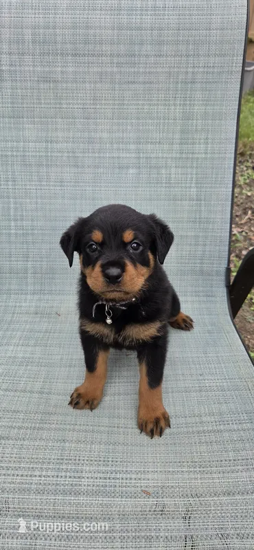 FEMALE – Rottweiler puppy for sale in Pensacola, FL
