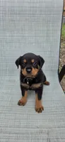 FEMALE, a female Rottweiler for sale in Pensacola, FL – 1 of 5