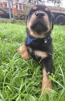 MALE 4, a male Rottweiler for sale in Pensacola, FL – 2 of 6