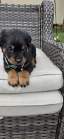 MALE 3, a male Rottweiler for sale in Pensacola, FL – 2 of 5