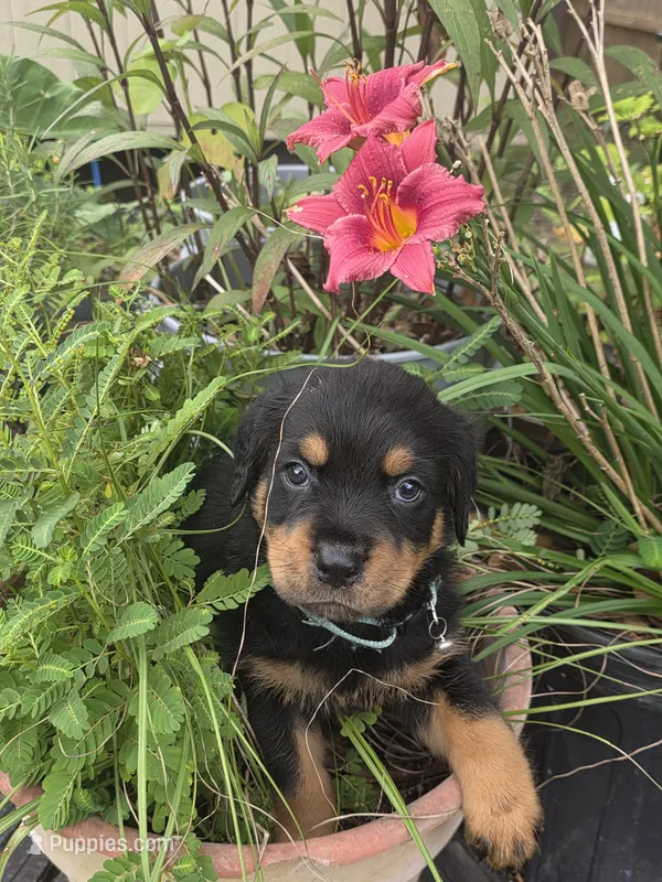MALE 2 – Rottweiler puppy for sale in Pensacola, FL