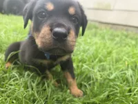 MALE 4, a male Rottweiler for sale in Pensacola, FL – 3 of 6