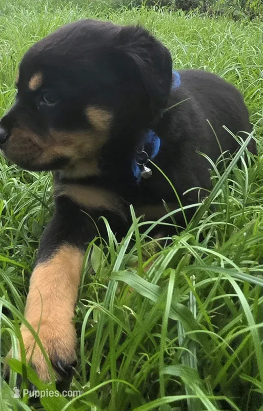 MALE 4 – Rottweiler puppy for sale in Pensacola, FL