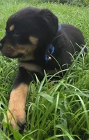 MALE 4, a male Rottweiler for sale in Pensacola, FL – 1 of 6