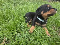MALE 2, a male Rottweiler for sale in Pensacola, FL – 3 of 4