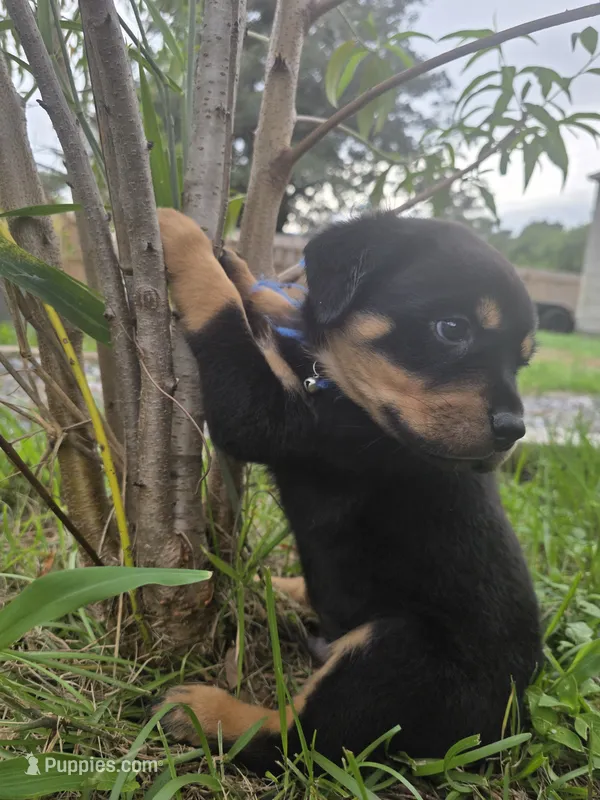 male 1 – Rottweiler puppy for sale in Pensacola, FL