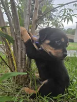 male 1, a male Rottweiler for sale in Pensacola, FL – 1 of 3