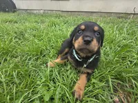 MALE 2, a male Rottweiler for sale in Pensacola, FL – 4 of 4