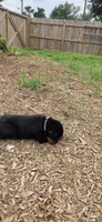 FEMALE, a female Rottweiler for sale in Pensacola, FL – 5 of 5