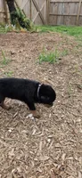FEMALE, a female Rottweiler for sale in Pensacola, FL – 4 of 5