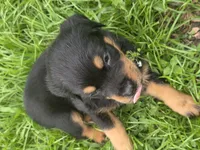 MALE 2, a male Rottweiler for sale in Pensacola, FL – 2 of 4
