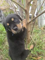 male 1, a male Rottweiler for sale in Pensacola, FL – 3 of 3