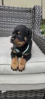 MALE 3, a male Rottweiler for sale in Pensacola, FL – 3 of 5