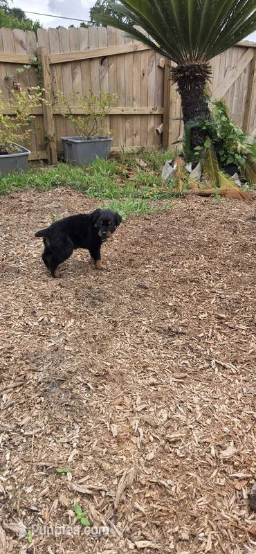 MALE 3 – Rottweiler puppy for sale in Pensacola, FL