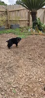 MALE 3, a male Rottweiler for sale in Pensacola, FL – 1 of 5