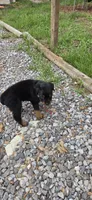 MALE 3, a male Rottweiler for sale in Pensacola, FL – 5 of 5