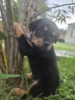 male 1, a male Rottweiler for sale in Pensacola, FL – 2 of 3