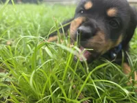 MALE 4, a male Rottweiler for sale in Pensacola, FL – 4 of 6