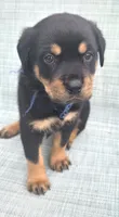 MALE 4, a male Rottweiler for sale in Pensacola, FL – 6 of 6