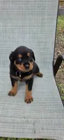 FEMALE, a female Rottweiler for sale in Pensacola, FL – 2 of 5