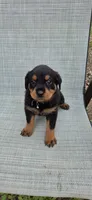 FEMALE, a female Rottweiler for sale in Pensacola, FL – 3 of 5