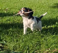 Cookie, a female Cavalier King Charles Spaniel for sale in Syracuse, NY – 2 of 5