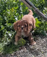 Teddy, a female Cavalier King Charles Spaniel for sale in Syracuse, NY – 3 of 5