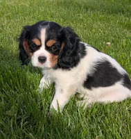 Cookie, a female Cavalier King Charles Spaniel for sale in Syracuse, NY – 4 of 5