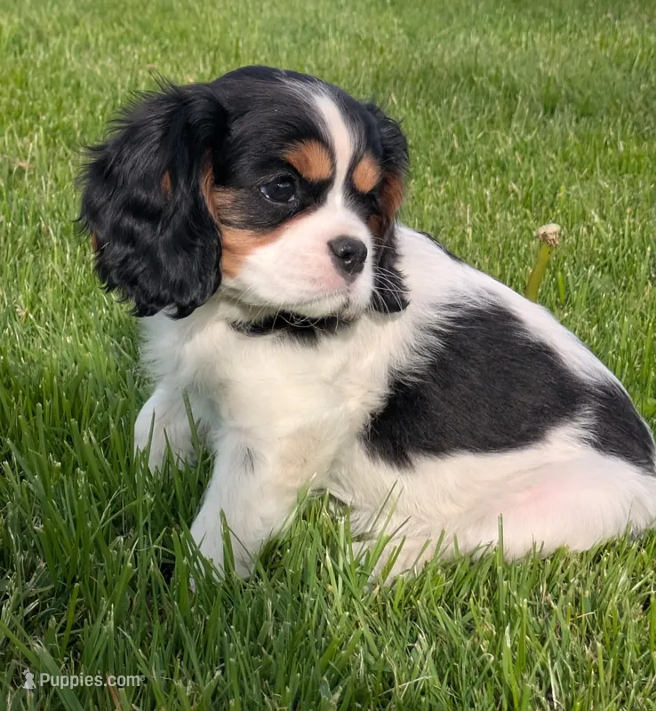 Cookie – Cavalier King Charles Spaniel puppy for sale in Syracuse, NY