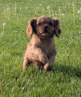 Nugget, a female Cavalier King Charles Spaniel for sale in Syracuse, NY – 4 of 5
