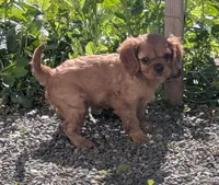 Nugget, a female Cavalier King Charles Spaniel for sale in Syracuse, NY – 2 of 5