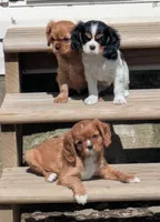 Cookie, a female Cavalier King Charles Spaniel for sale in Syracuse, NY – 5 of 5