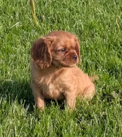 Nugget, a female Cavalier King Charles Spaniel for sale in Syracuse, NY – 3 of 5