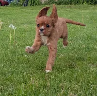 Teddy, a female Cavalier King Charles Spaniel for sale in Syracuse, NY – 4 of 5